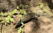 grünes Chamäleon - Madagaskar Erlebnisreise mit Jugendlichen