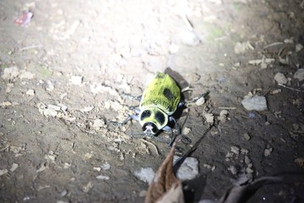 Ein leuchtend grüner Käfer krabbelt über den erdigen Boden, umgeben von kleinen Steinen und trockenen Blättern.