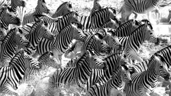 Eine Zebraherde galoppiert durch Wasser - Namibia mit Kindern