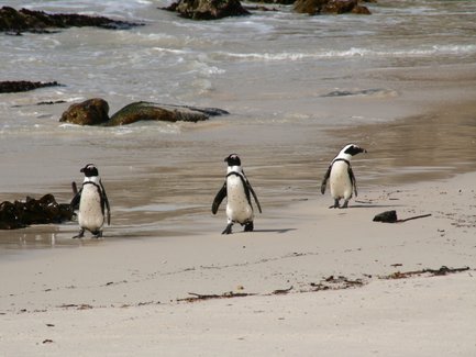 Pinguine spazieren am weißen Sandstrand in Südafrika – Garden Route Familienreise