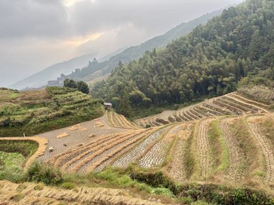 Die terrassierten Reisfelder erstrecken sich über die sanften Hügel, umgeben von üppigem Grün und bewölktem Himmel.