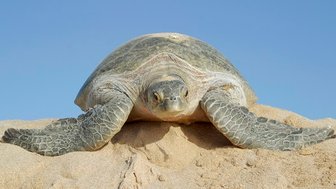 Große Schildkröte am Strand von Sur im Oman – Oman Familienreise