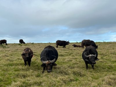 Gruppe von Carabaos steht in grüner Landschaft im Kariega Game Reserve – Garden Route mit Kindern
