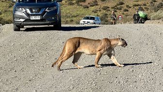 Ein Puma überquert eine Schotterstraße in einer bergigen Landschaft, während Autos im Hintergrund stehen.