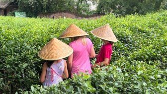 Kinder sammeln frische Teeblätter auf einer Teeplantage bei Guilin – China mit Kindern