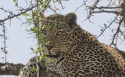 Leopard sitzt in Baum und schaut in Kamera - Tansania Family & Teens - Tansania mit Jugendlichen