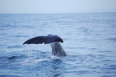 Ein Wal taucht mit seiner großen Schwanzflosse aus dem Wasser auf, während sanfte Wellen um ihn herum plätschern.