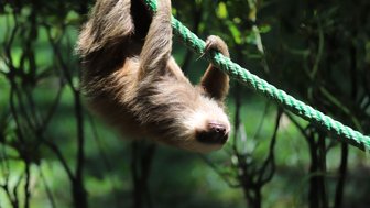 Faultier klettert gemütlich an einem Seil im Dschungel – Costa Rica Reise mit Kindern