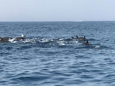 Delfine schwimmen bei den Daymaniyat Inseln – Oman Familienreise