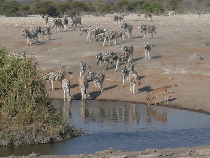 Zebras am Wasserloch im Etosha Nationalpark - Namibia Safari mit Kindern