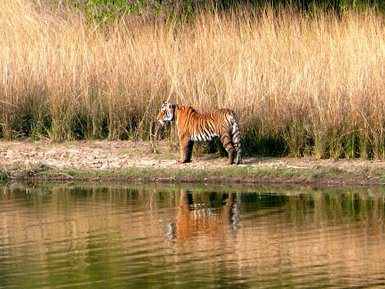 Ein Bengalischer Tiger steht majestätisch am Ufer eines ruhigen Gewässers, umgeben von hohem, trockenem Gras.