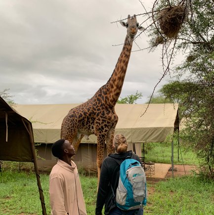 Große Giraffe spaziert neugierig durch ein Safari-Camp – Tansania Reise mit Kindern
