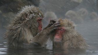 Zwei Schneeaffen sitzen im warmen Wasser, während Schneeflocken auf sie herabfallen und ihre Köpfe sanft berühren.