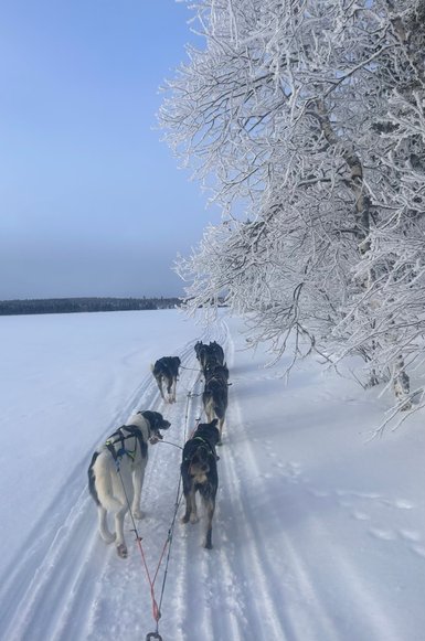 Eine Gruppe von Schlittenhunden zieht durch eine verschneite Landschaft unter einem klaren blauen Himmel.