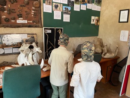 Zwei Kinder betrachten neugierig Tierknochen in einer Ausstellung im Kruger-Nationalpark – Südafrika mit Kindern erkunden