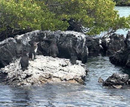 Sechs Pinguine stehen auf einem Felsen, umgeben von Wasser und grünen Pflanzen im Hintergrund, während sie die Umgebung beobachten.