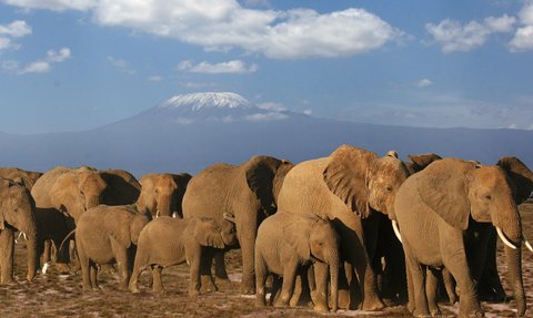 Eine Gruppe von Elefanten steht majestätisch vor dem schneebedeckten Kilimandscharo unter einem strahlend blauen Himmel.