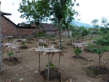 Bäumen in einer üppigen Plantage auf Bali – Bali mit Kindern