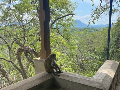 Affe sitzt auf einer Mauer beim Dambulla-Höhlentempel – Sri Lanka Familienreise