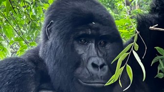 Ein majestätischer Gorilla sitzt entspannt zwischen üppigem Grün, seine tiefen Augen strahlen Ruhe und Weisheit aus.
