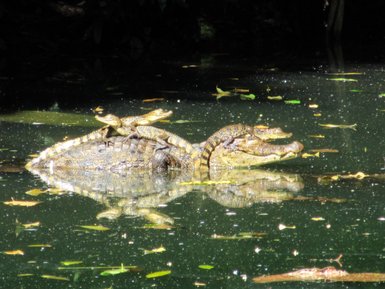 Kaiman-Mutter schwimmt mit ihren Jungtieren im Wasser – Costa Rica Familienreise