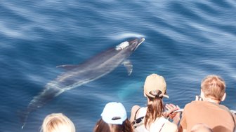 Ein Delfin schwimmt elegant durch das klare, blaue Wasser, während Zuschauer fasziniert zuschauen.