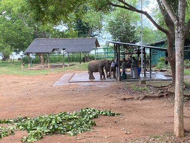 Elefantenwaisen im Schutzgebiet Elephant Transit Home im Udawalawe Nationalpark – Sri Lanka Reise mit Kindern