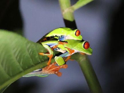 Zwei kleine Frösche mit roten Augen sitzen auf grünem Blatt – Costa Rica Reise mit Kindern