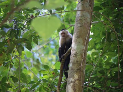 Ein Weißschwanzäffchen sitzt auf einem Baumstamm, umgeben von üppigem, grünem Laub im Regenwald.