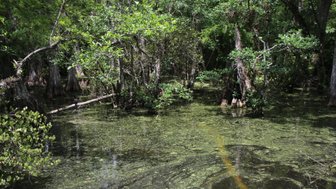 Ein ruhiger Sumpf mit üppigem Grün, in dem sich das Wasser mit Algen und Pflanzen vermischt, schafft eine friedliche Atmosphäre.
