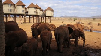 Eine Gruppe von Elefanten steht in der Nähe eines Wasserlochs, während einzigartige Lodges im Hintergrund sichtbar sind.