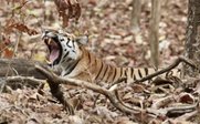 Ein Tiger liegt im Laub in Indien und gähnt - Indien Family & Teens - Indien mit Kindern und Jugendlichen