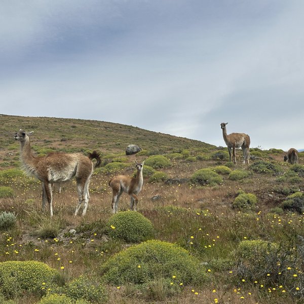 Eine Gruppe von Guanacos steht auf einer blühenden Wiese in Patagonien, umgeben von sanften Hügeln und einem bewölkten Himmel.