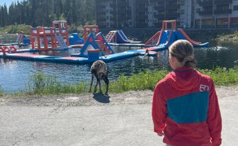 Ein Kind in einem roten Kapuzenpullover geht am Wasser entlang, während ein Hund in der Nähe spielt.