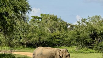 Ein Elefant überquert einen staubigen Weg, umgeben von üppigem Grün und Bäumen unter einem klaren Himmel.