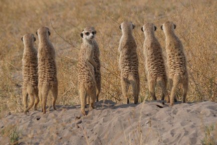 Sechs Erdmännchen stehen aufrecht in der Savanne, während eines von ihnen neugierig in die Kamera schaut.