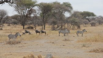 Wildtiere in ihrem natürlichen Lebensraum im Tarangire-Nationalpark – Tansania Familienreise