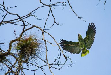 Grüner Ara breitet seine Flügel in La Quinta de Sarapiquí aus – Costa Rica Familienreise