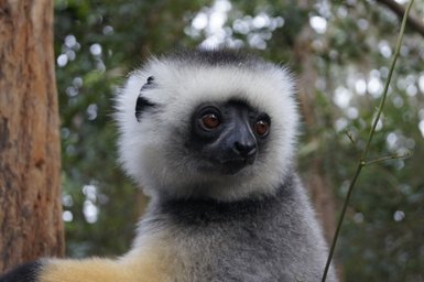 Ein Sifaka-Lemur mit einem auffälligen, weißen Haarkranz blickt neugierig in die Umgebung, umgeben von grünen Bäumen.