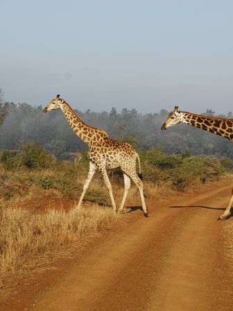 Zwei Giraffen spazieren durch die Savanne im Krüger Nationalpark – Südafrika Familienreise