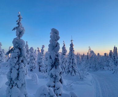 Eine verschneite Winterlandschaft mit hohen, schneebedeckten Bäumen unter einem klaren, blauen Himmel.