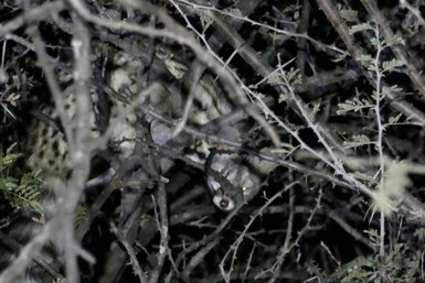 Ein nachtaktives Tier versteckt sich im dichten Buschwerk - Namibia Rundreise mit Kindern