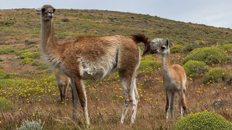 Eine Gruppe von Lamas steht in einer blühenden Landschaft mit sanften Hügeln im Hintergrund.