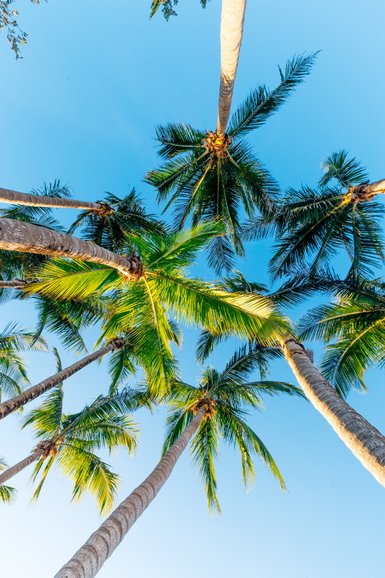 Eine Gruppe von hohen Palmen ragt gegen den klaren blauen Himmel, ihre grünen Blätter leuchten in der Sonne.