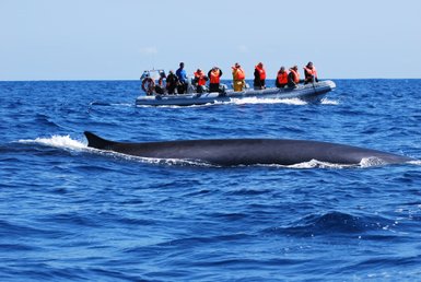 Eine Gruppe von Touristen in orangefarbenen Schwimmwesten beobachtet einen Wal, der majestätisch durch das blaue Wasser schwimmt.