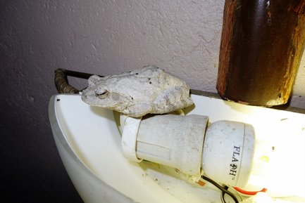 Ein großer, grauer Frosch sitzt auf einem weißen Lampensockel, umgeben von einer schlichten Wand und einem Holzpfosten.