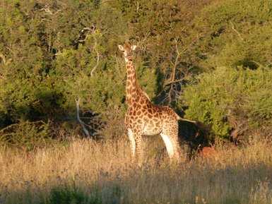 Giraffe steht in der offenen Savanne im Kruger Nationalpark – Südafrika Reise mit Kindern