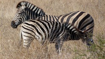 Zwei Zebras stehen eng beieinander im Makutsi Game Reserve – Südafrika mit Kindern