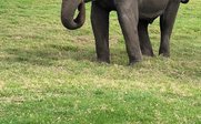 Ein Elefant steht auf einer grünen Wiese und frisst Gras, umgeben von einer ruhigen Landschaft mit Bäumen im Hintergrund.