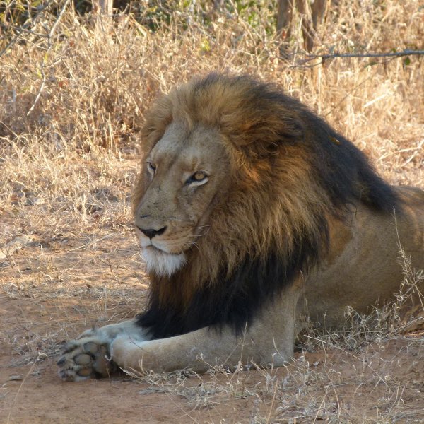 Ein Löwe sitzt ruhig des Makutsi Game Reserve – Südafrika Familienreise